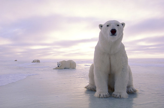 北極熊 明浩的生物網站